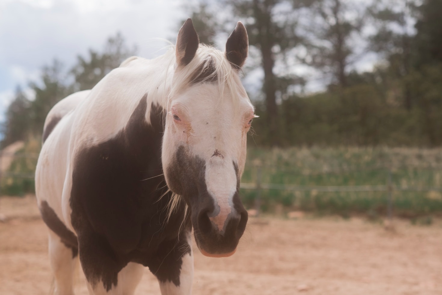 Hobuhaldja lugu: hool ja pühendumus
